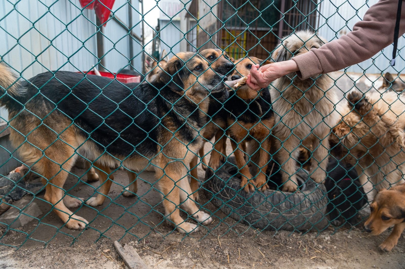 Maroc : bientôt des amendes pour ceux qui nourrissent les chiens errants ?