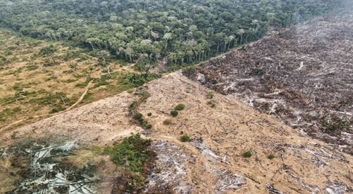 Déforestation : un défi mondial aux enjeux locaux sous le prisme de la RSE et du DD