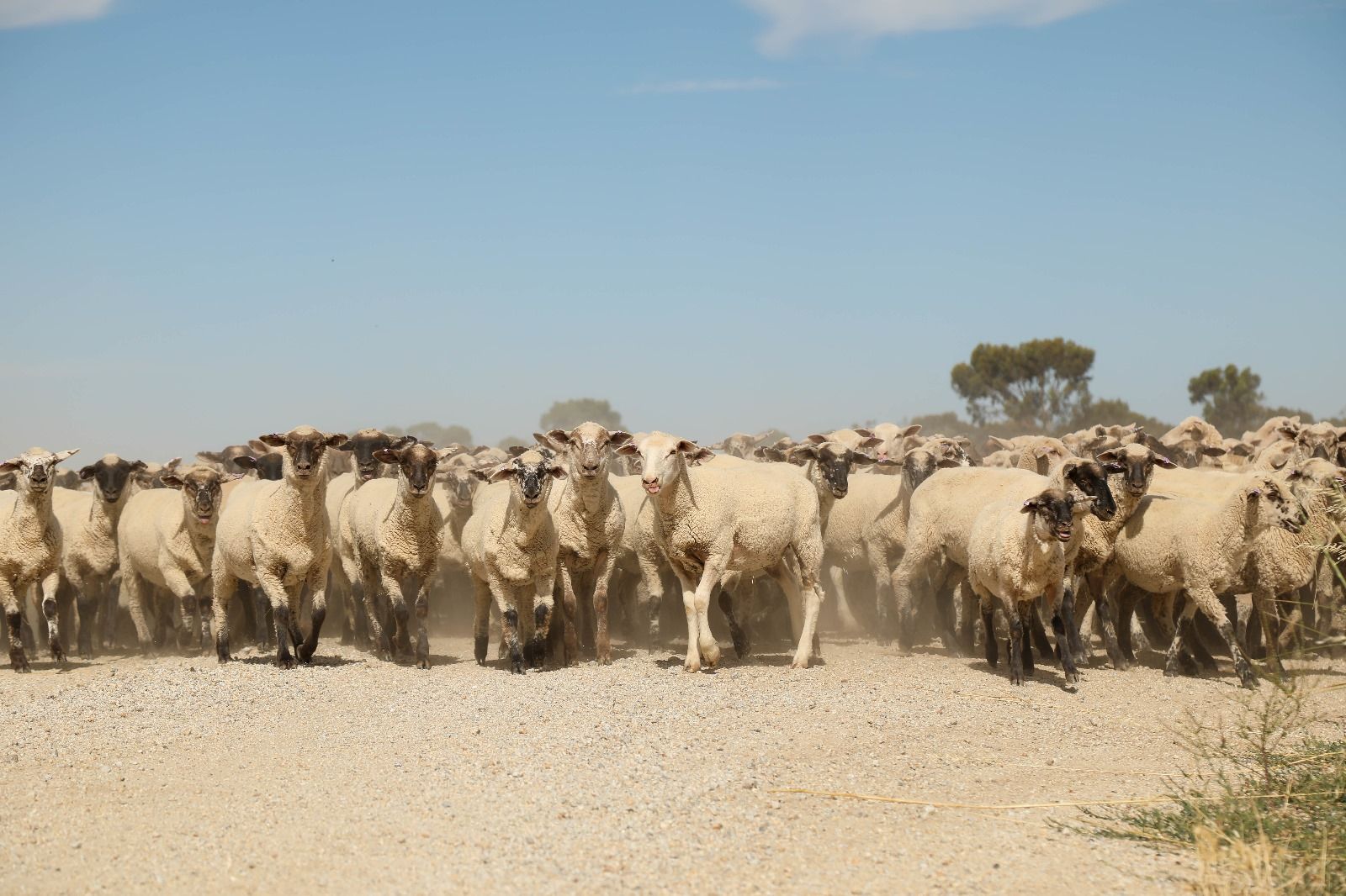 Maroc : 32,8 millions de têtes de bétail, entre résilience et trompe-l’œil