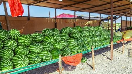 Pastèques marocaines : +155 % d’exportations vers la France, un défi durable à relever